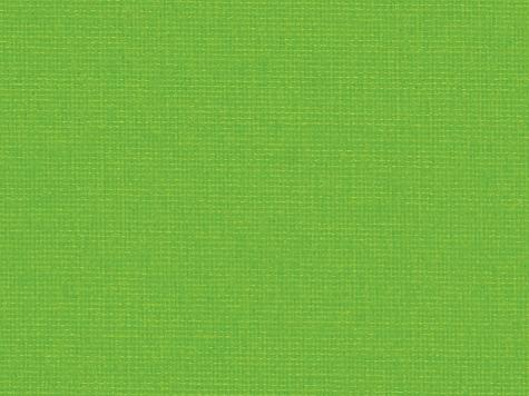 Canoso 262 609, gecko