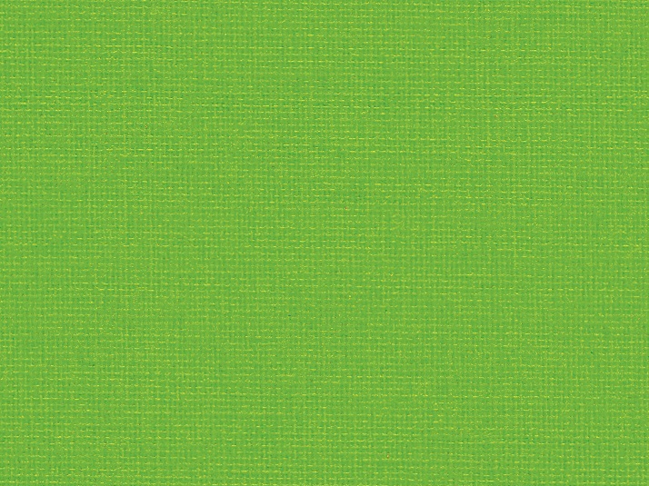 Canoso 262 609, gecko